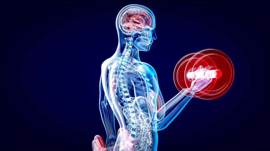 Pourquoi l’exercice physique empêche le cerveau de rétrécir
