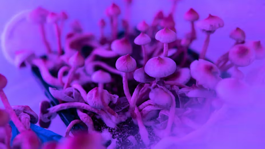 Addiction à l’alcool : un jour, traiter avec un psychédélique issu de champignons hallucinogènes ou du LSD ?