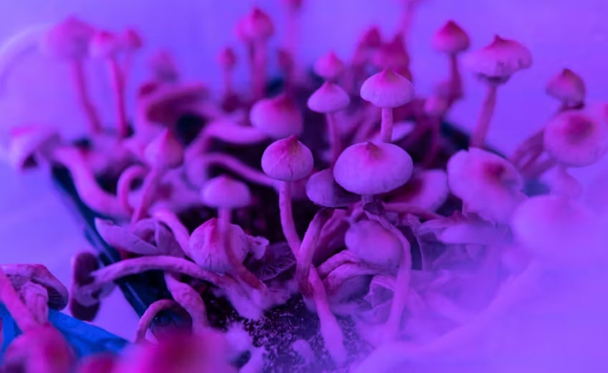 Addiction à l’alcool : un jour, traiter avec un psychédélique issu de champignons hallucinogènes ou du LSD ?
